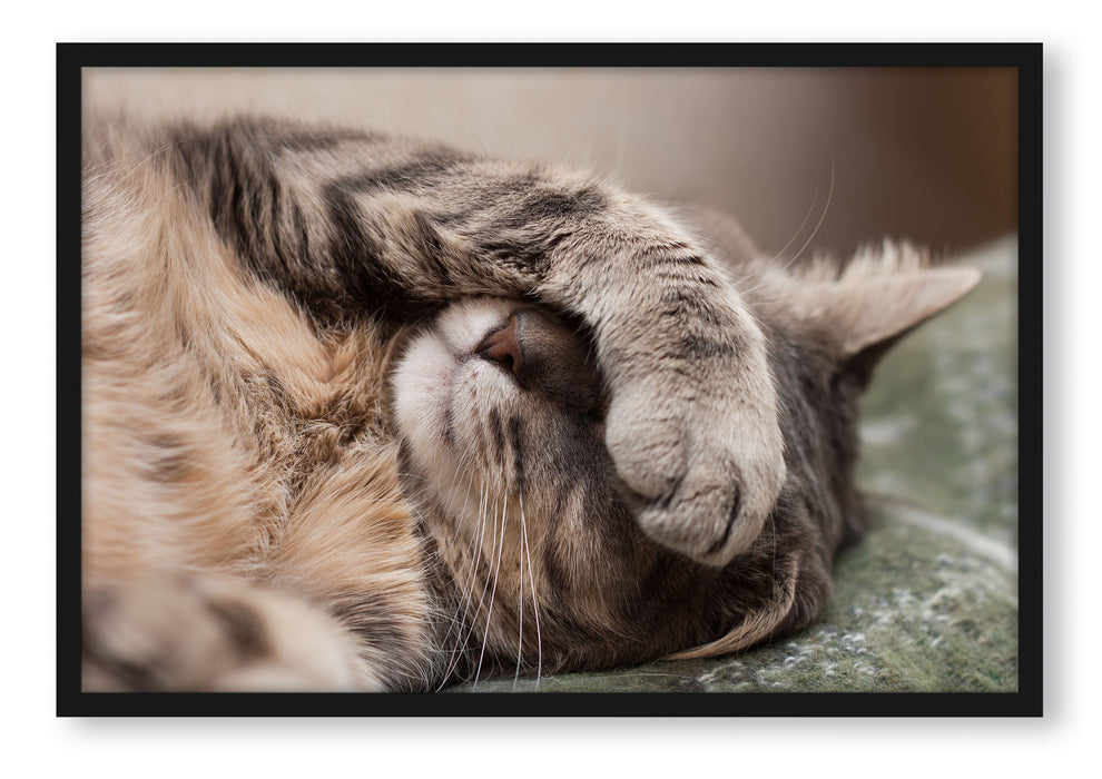 Pixxprint Schüchterne niedliche Katze, Poster mit Bilderrahmen