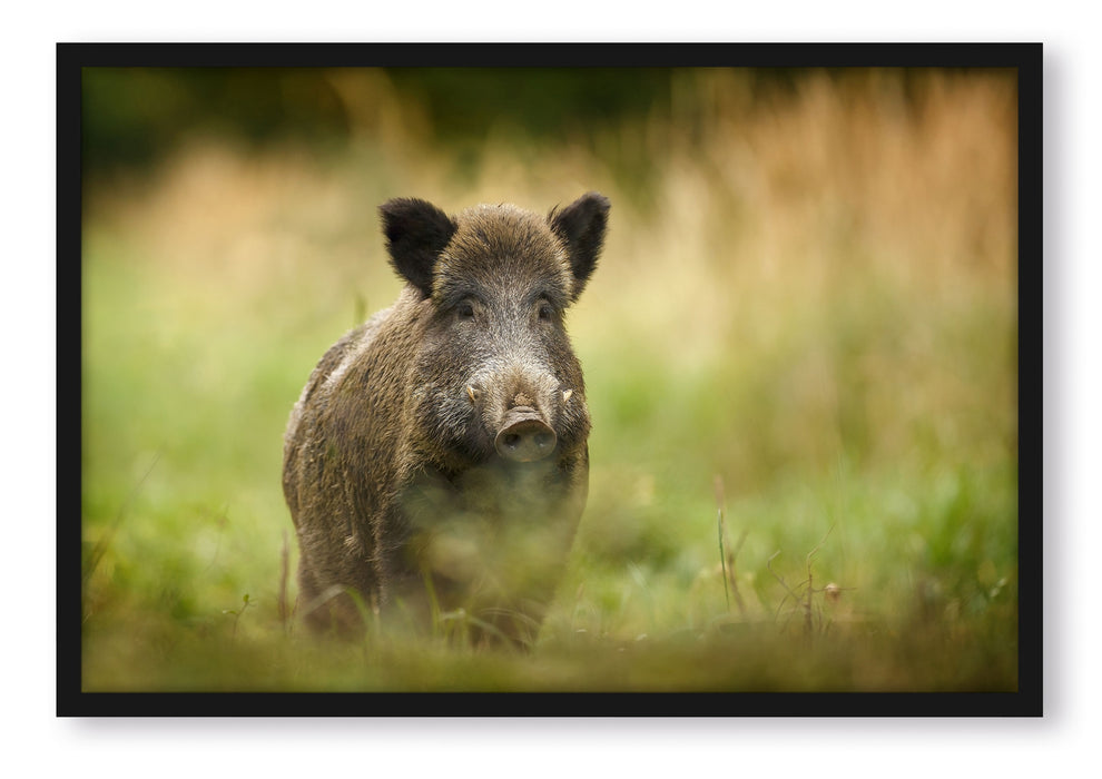 Pixxprint Stolzes Wildschwein im Wald, Poster mit Bilderrahmen