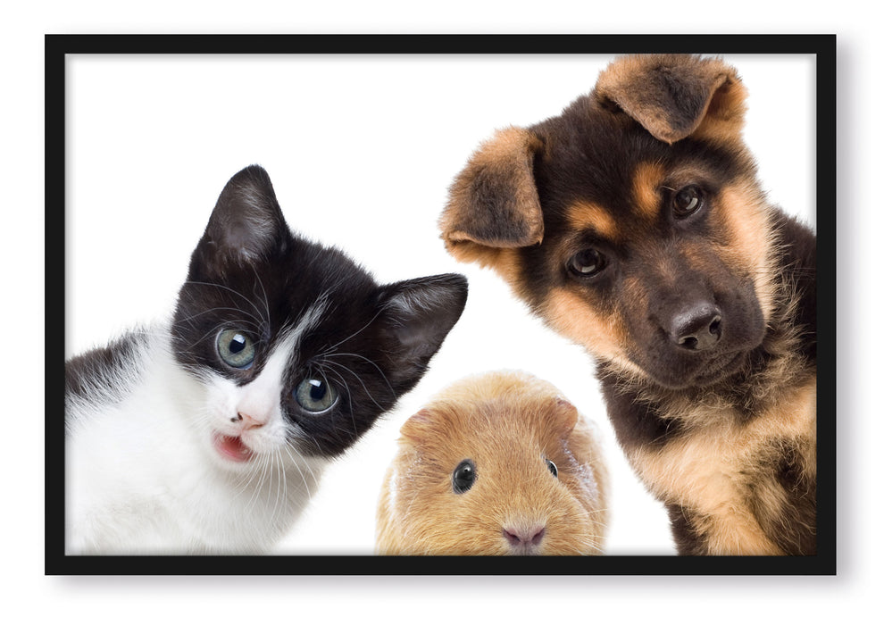 Pixxprint Trio Hund Katze Meerschwein, Poster mit Bilderrahmen
