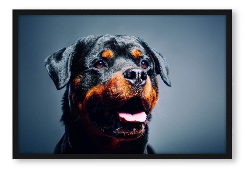 Pixxprint Treuer Rottweiler, Poster mit Bilderrahmen