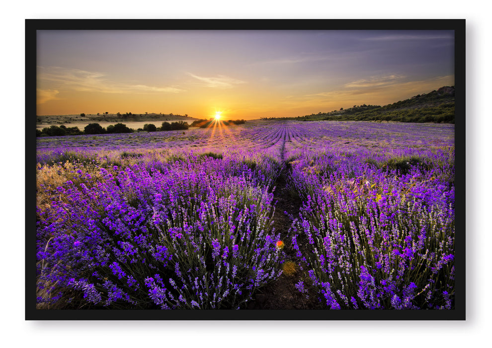 Pixxprint Lavendelfeld in Frankreich, Poster mit Bilderrahmen