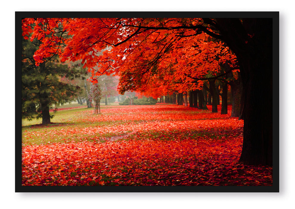 Pixxprint Rot gefärbter Park im Herbst, Poster mit Bilderrahmen