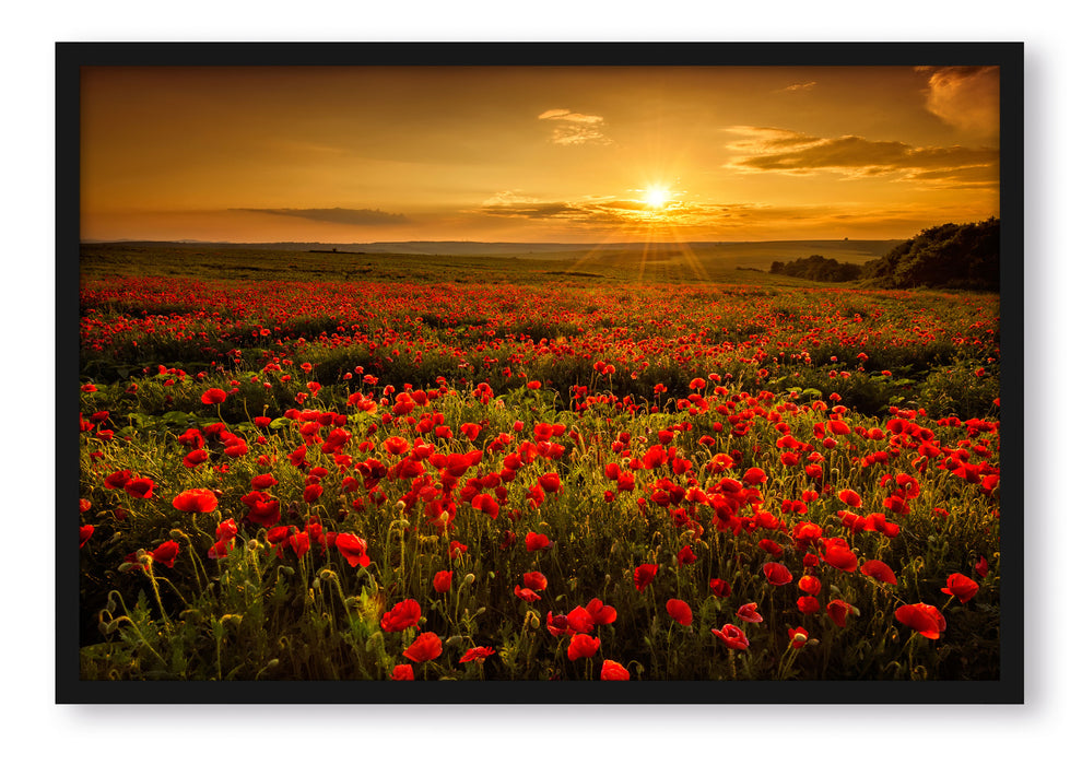 Mohnblütenfeld bei Sonnenuntergang, Poster mit Bilderrahmen