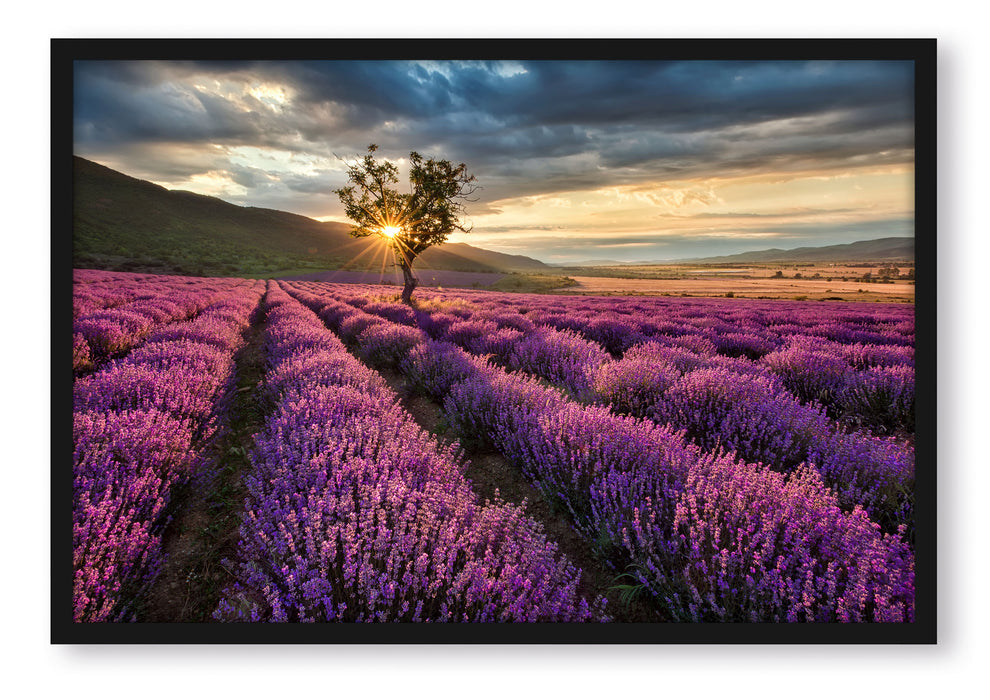 Lavendel Provence mit Baum, Poster mit Bilderrahmen