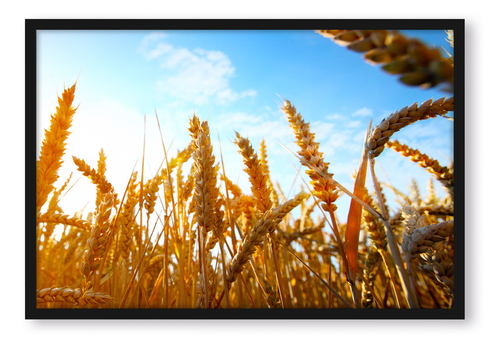 Pixxprint Getreide im Sonnenschein, Poster mit Bilderrahmen