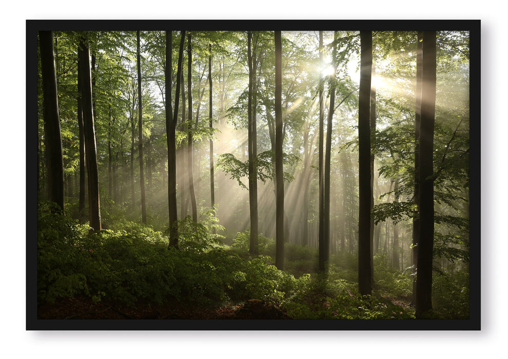 Sonnenstrahlen im Wald, Poster mit Bilderrahmen