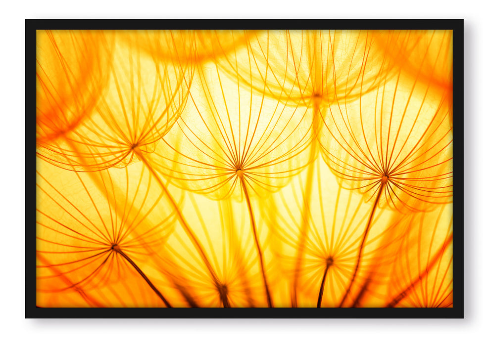 Pusteblumen oranges Licht, Poster mit Bilderrahmen