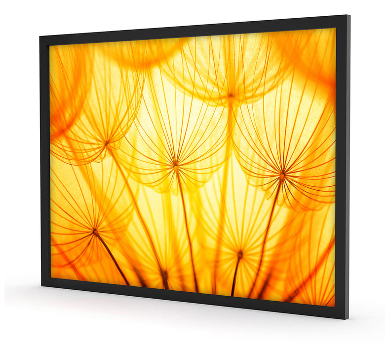 Pusteblumen oranges Licht, Poster mit Bilderrahmen