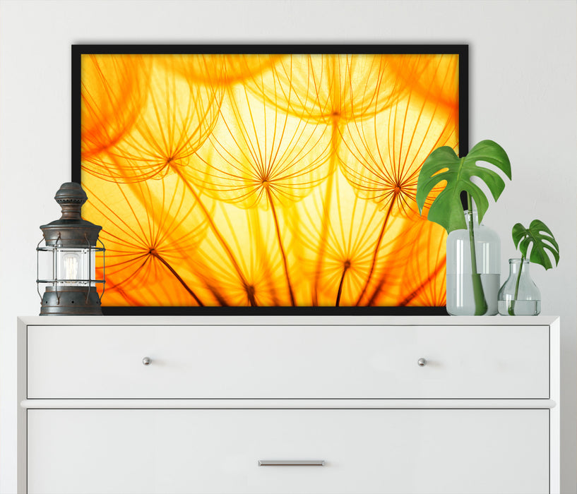 Pusteblumen oranges Licht, Poster mit Bilderrahmen