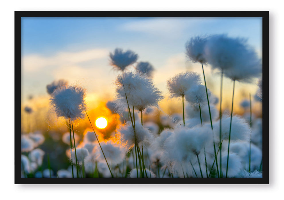 Baumwollblüten im Sonnenuntergang, Poster mit Bilderrahmen