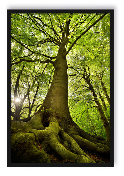 Riesiger Baum im Dschungel, Poster mit Bilderrahmen