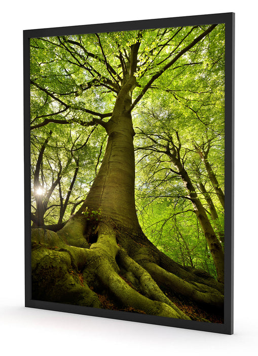 Riesiger Baum im Dschungel, Poster mit Bilderrahmen