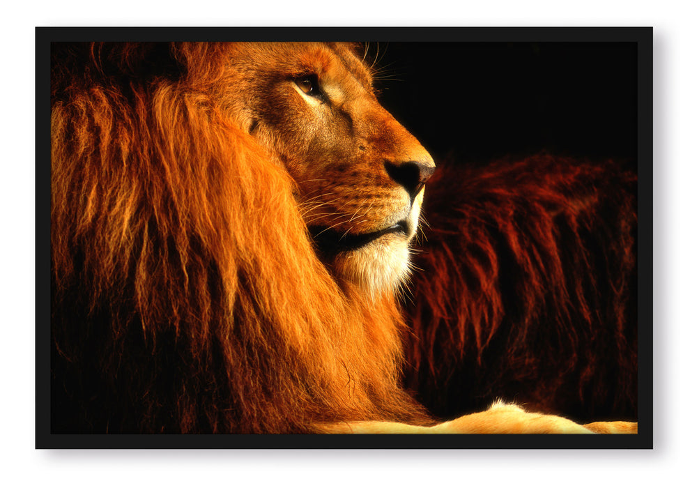 Pixxprint Majestätischer stolzer Löwe, Poster mit Bilderrahmen