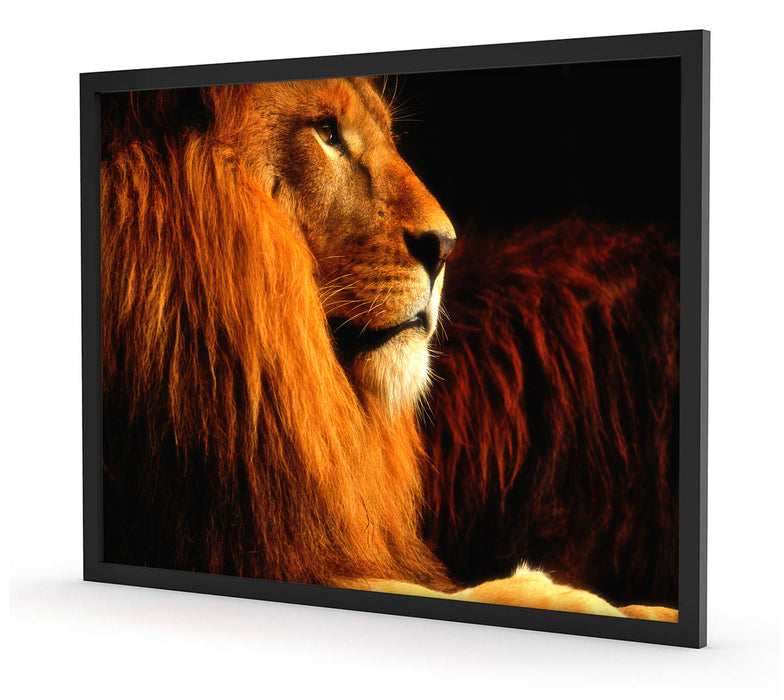 Majestätischer stolzer Löwe, Poster mit Bilderrahmen
