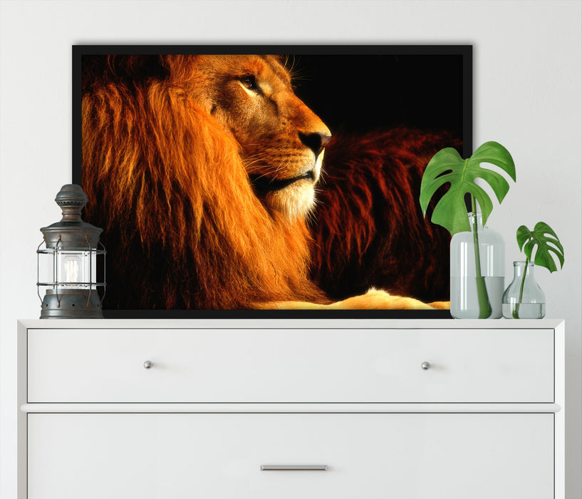 Majestätischer stolzer Löwe, Poster mit Bilderrahmen