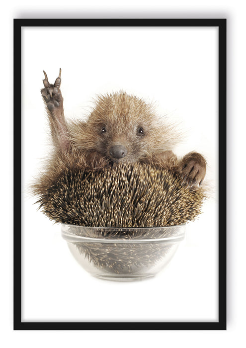 Igel in einer Schüssel Peace, Poster mit Bilderrahmen