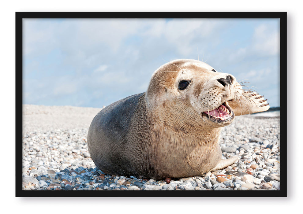 Pixxprint Süße Robbe auf Steinstrand, Poster mit Bilderrahmen