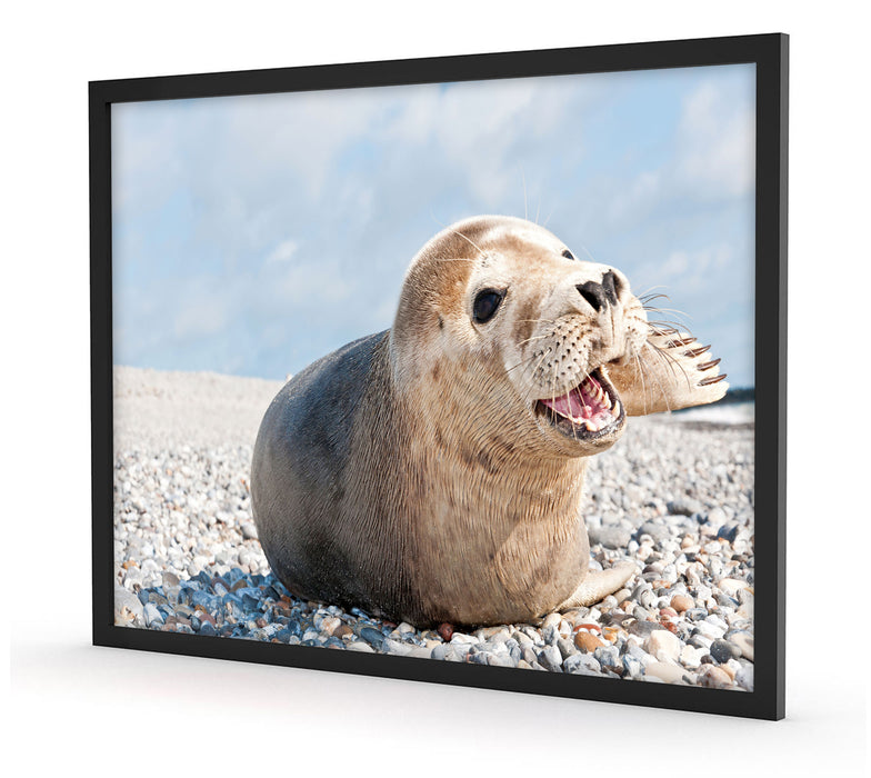 Süße Robbe auf Steinstrand, Poster mit Bilderrahmen