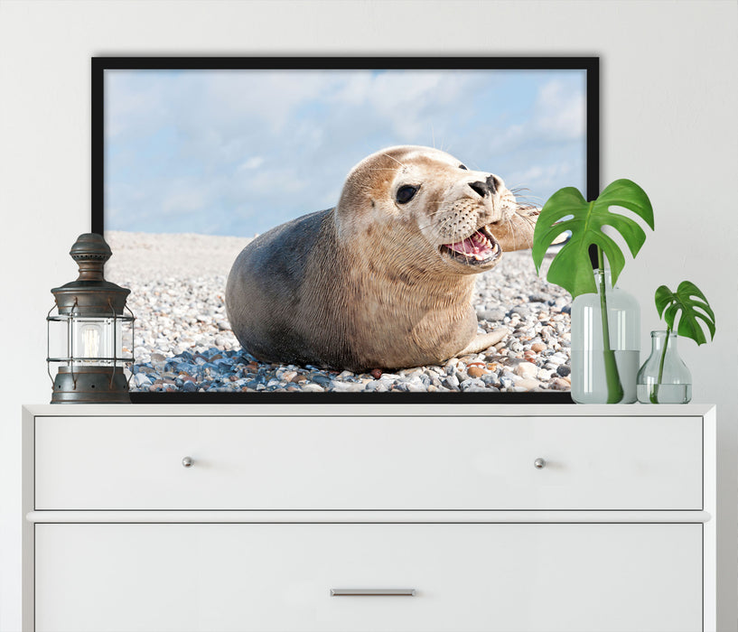 Süße Robbe auf Steinstrand, Poster mit Bilderrahmen