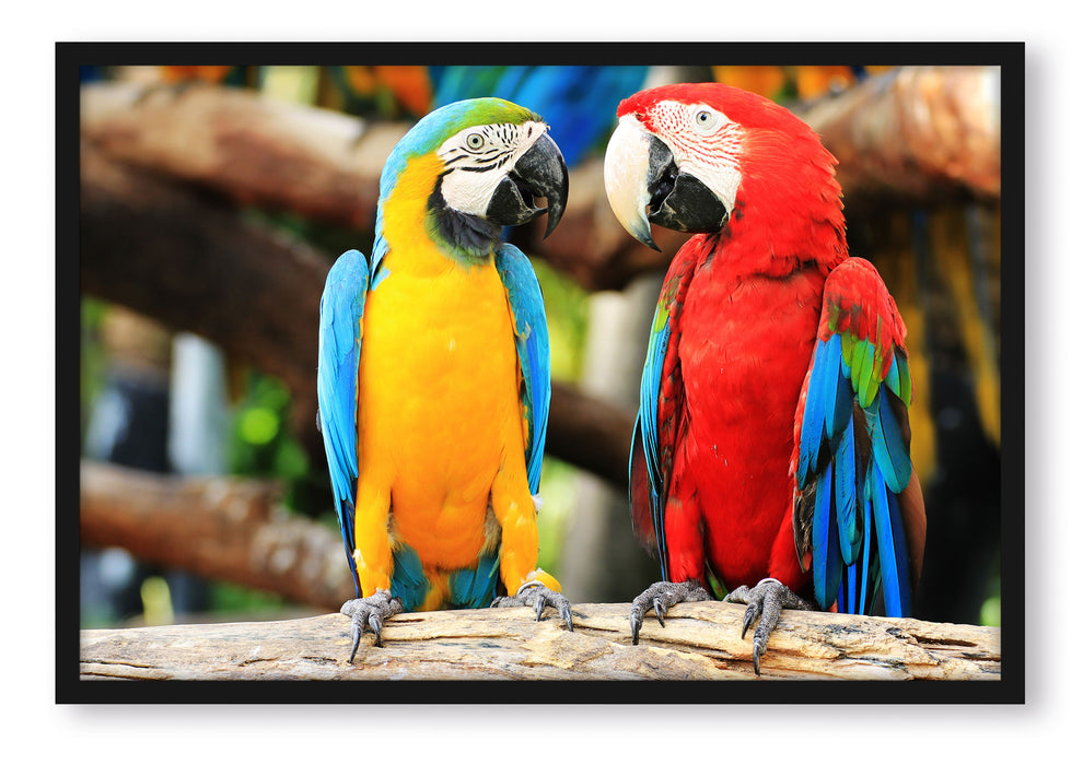 Zwei Papageien auf einem Ast, Poster mit Bilderrahmen