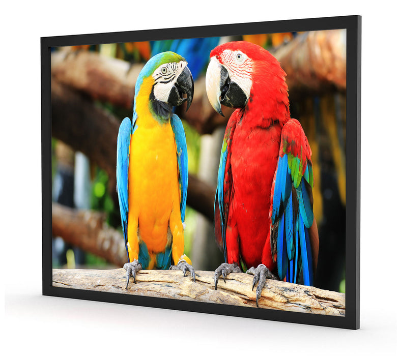 Zwei Papageien auf einem Ast, Poster mit Bilderrahmen