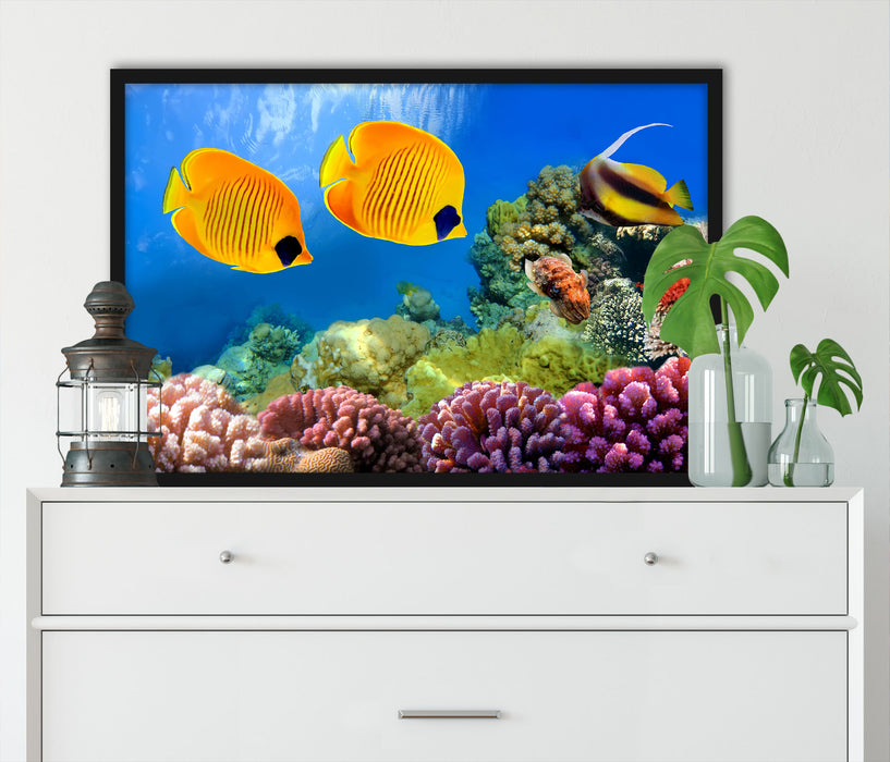 Fische Korallenriff, Poster mit Bilderrahmen