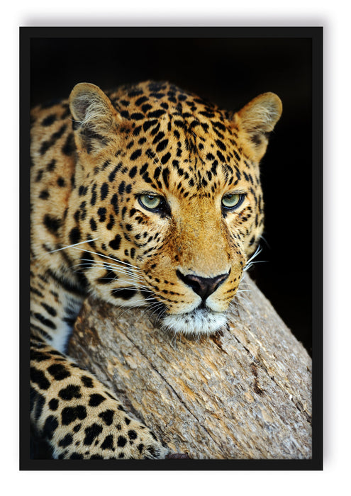 Ruhiger Leopard, Poster mit Bilderrahmen