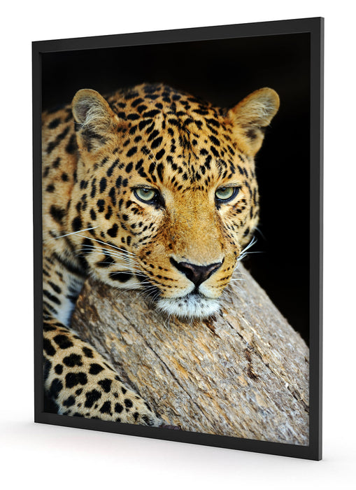 Ruhiger Leopard, Poster mit Bilderrahmen