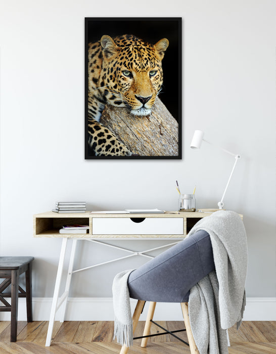 Ruhiger Leopard, Poster mit Bilderrahmen