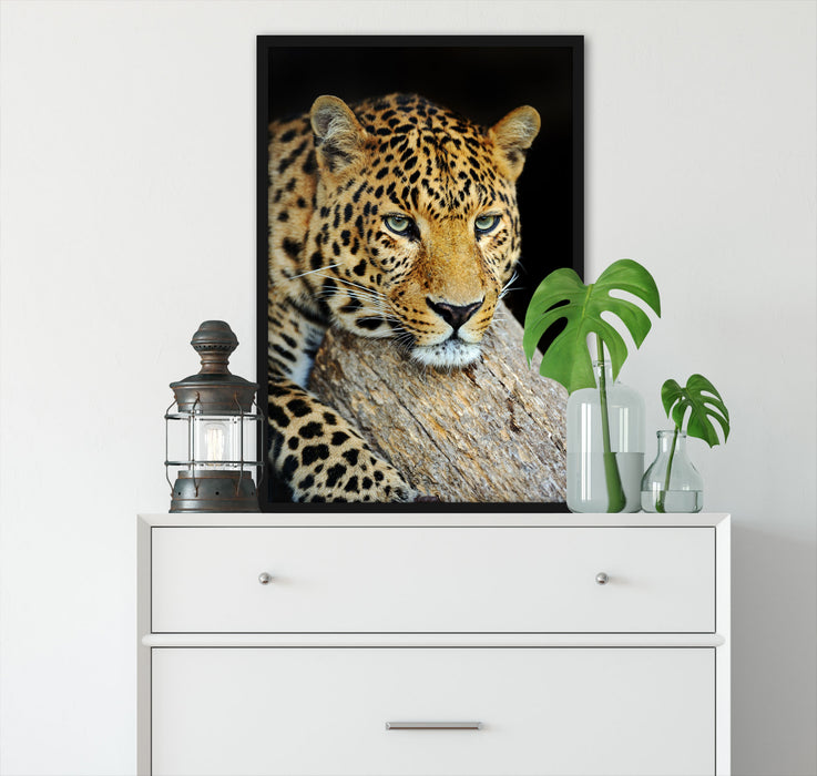 Ruhiger Leopard, Poster mit Bilderrahmen