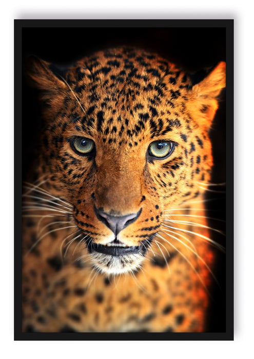 Stolzer Leopard, Poster mit Bilderrahmen