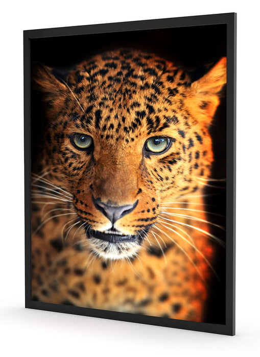 Stolzer Leopard, Poster mit Bilderrahmen