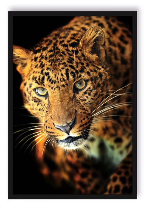 Anmutiger Leopard, Poster mit Bilderrahmen