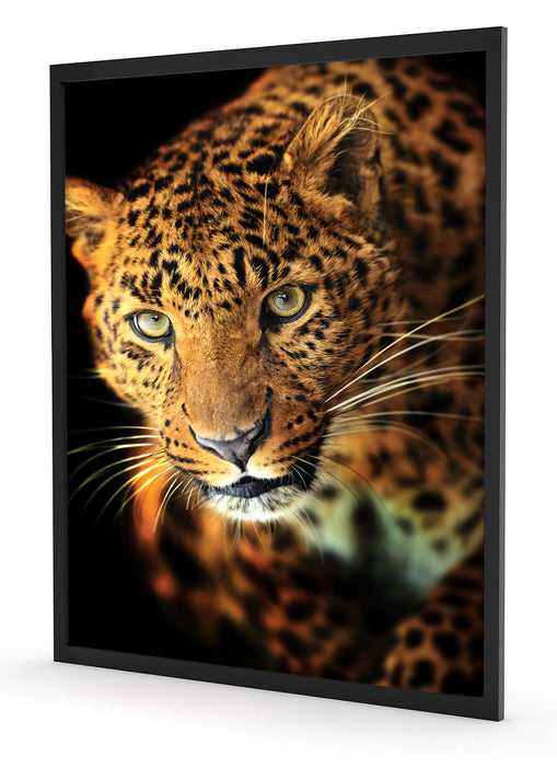 Anmutiger Leopard, Poster mit Bilderrahmen