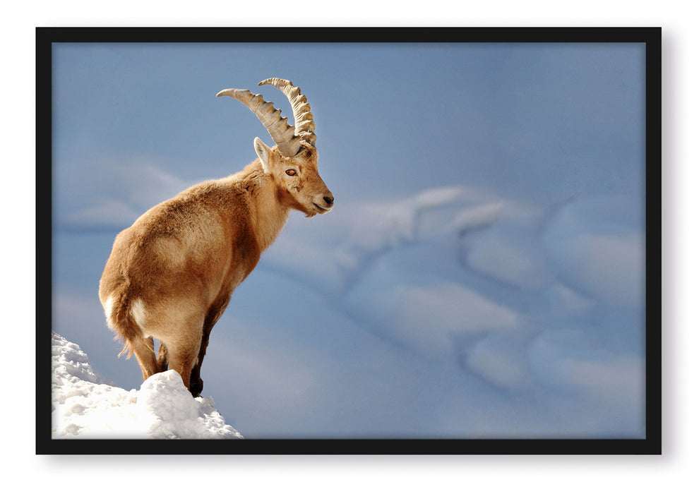 Steinbock im Schnee, Poster mit Bilderrahmen