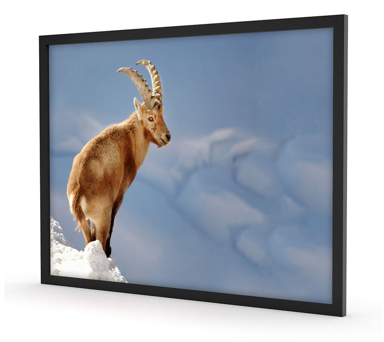 Steinbock im Schnee, Poster mit Bilderrahmen