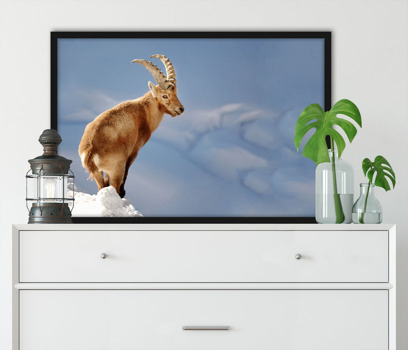 Steinbock im Schnee, Poster mit Bilderrahmen