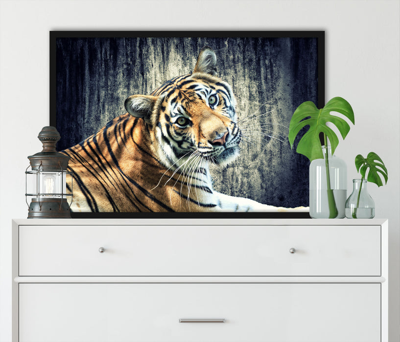 Neugieriger Tiger, Poster mit Bilderrahmen