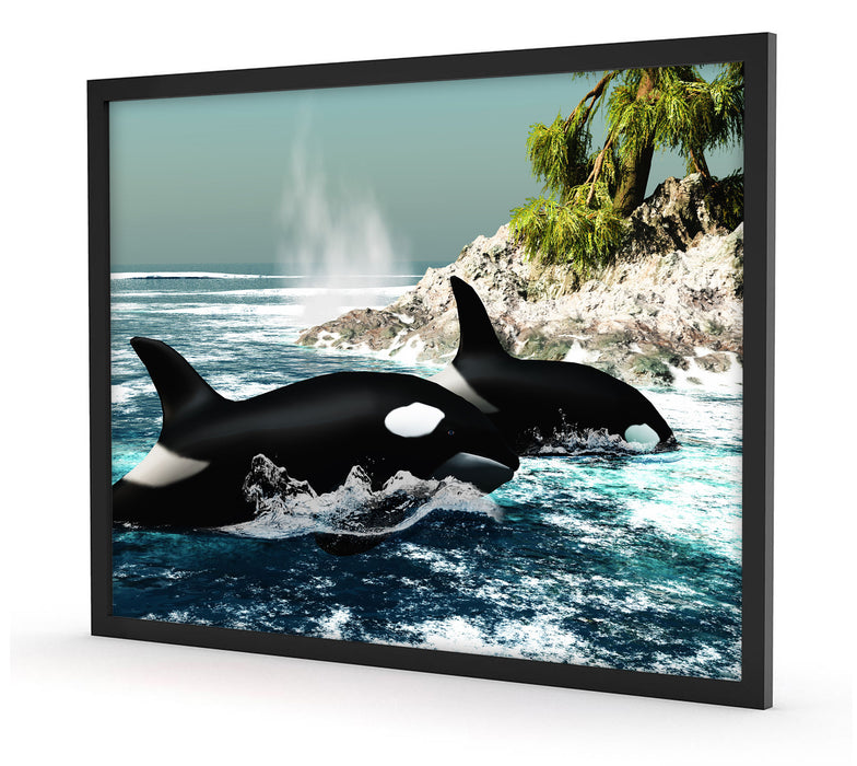 Orcas vor Insel, Poster mit Bilderrahmen