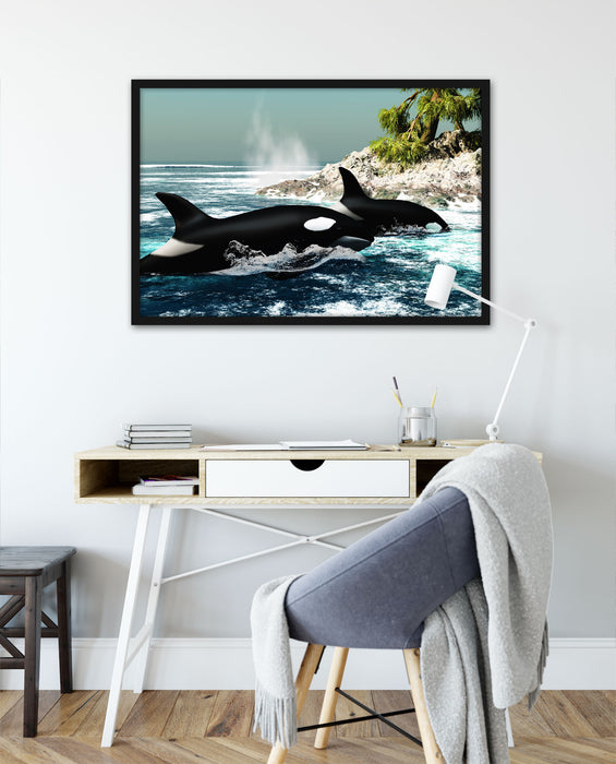 Orcas vor Insel, Poster mit Bilderrahmen