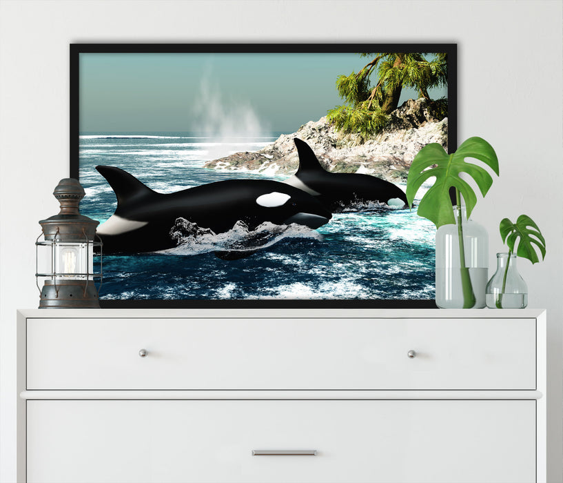 Orcas vor Insel, Poster mit Bilderrahmen