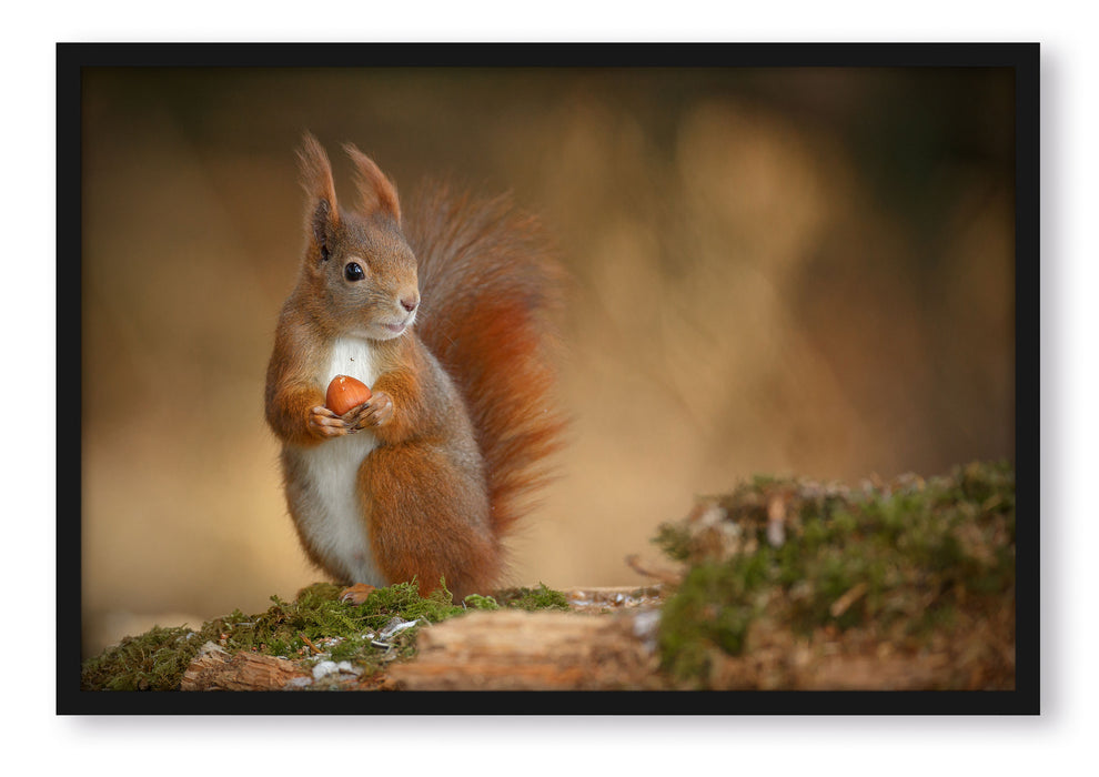 Pixxprint Freches Eichhörnchen mit Nuss, Poster mit Bilderrahmen