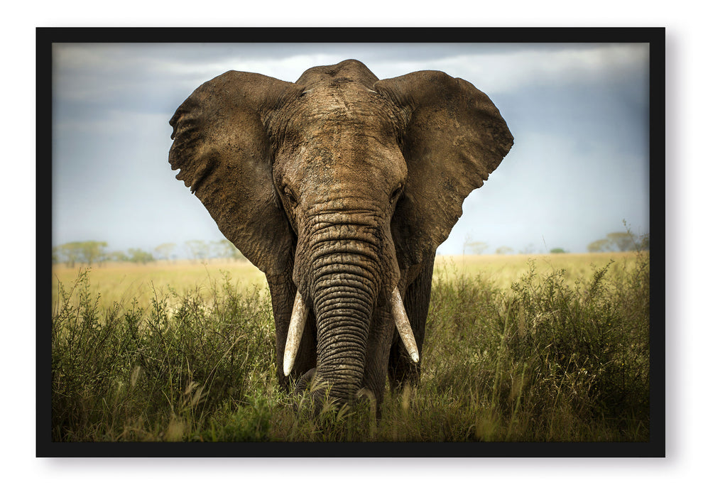 Pixxprint Imposanter Elefant, Poster mit Bilderrahmen