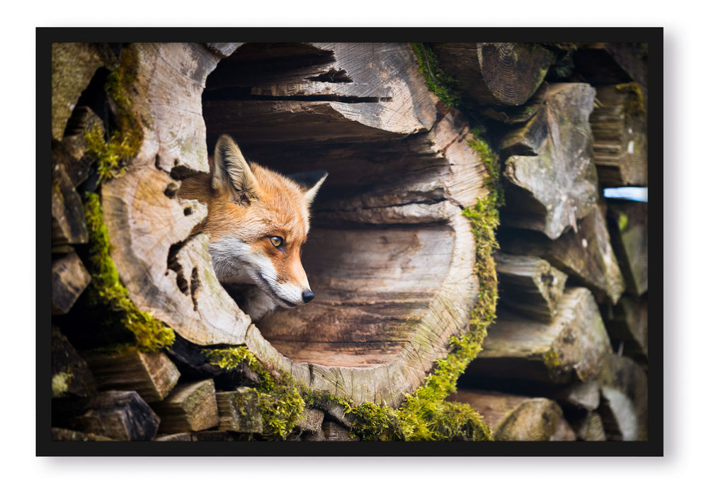 Pixxprint Fuchs im Baumstamm, Poster mit Bilderrahmen