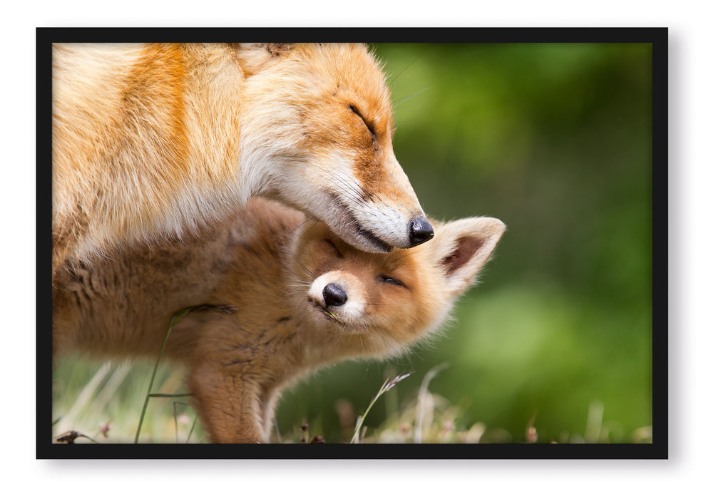 Kuschelnde Füchse, Poster mit Bilderrahmen