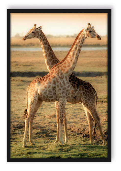 Giraffen Paar, Poster mit Bilderrahmen