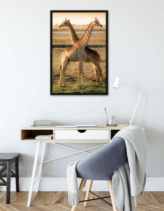 Giraffen Paar, Poster mit Bilderrahmen