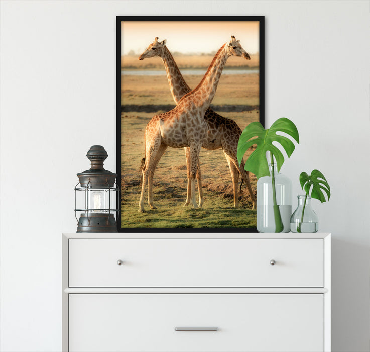 Giraffen Paar, Poster mit Bilderrahmen