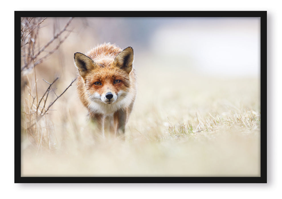 Pixxprint Schleichender fuchs, Poster mit Bilderrahmen