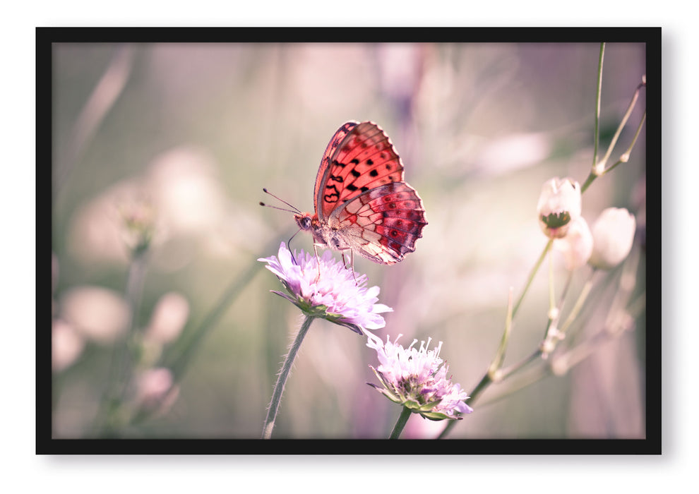 Pixxprint Bezaubernder Schmetterling, Poster mit Bilderrahmen